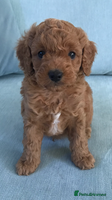 Cockapoo dogs - Advert 14