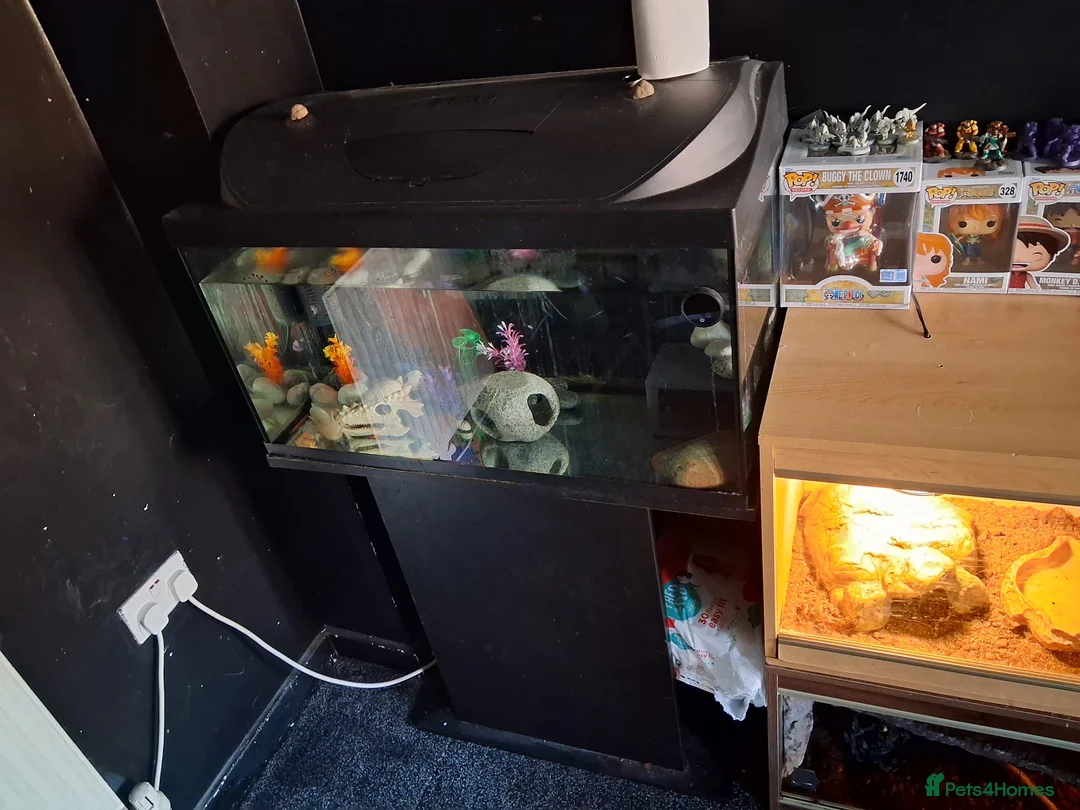 Axolotl reptiles for sale: Male albino axolotl  in Redditch - Advert 2