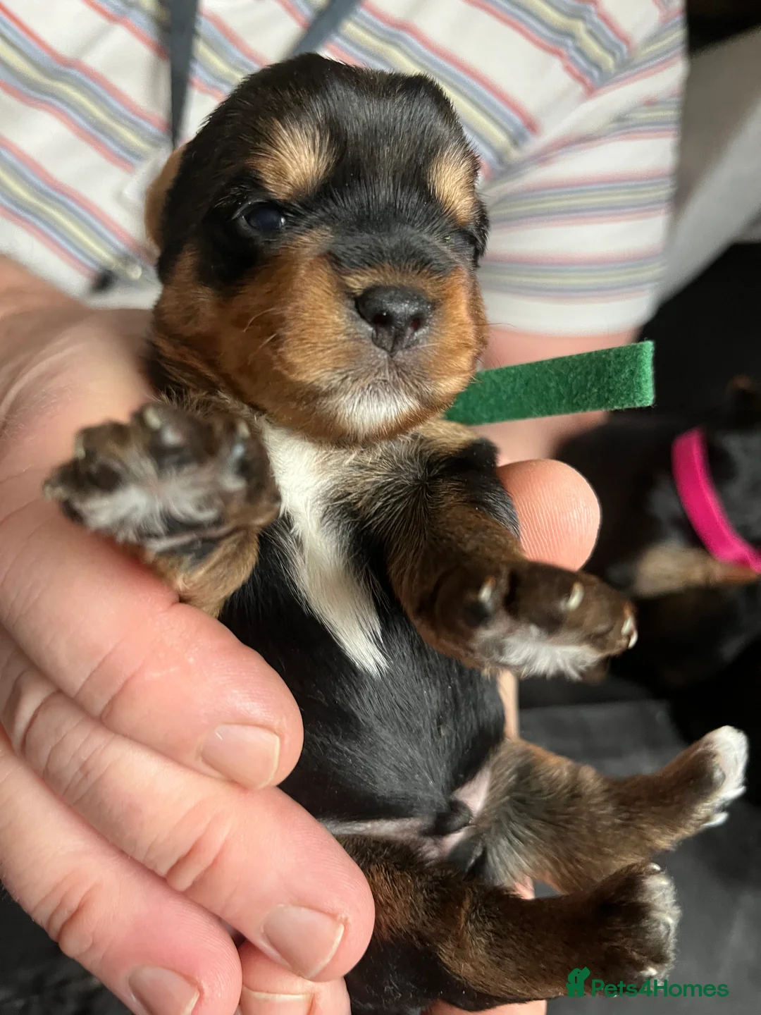 Yorkshire Terrier dogs for sale: Beautiful Yorkshire Terrier puppies - Advert 16