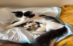 Mixed Breed cats for sale: White and black kittens - Image 24