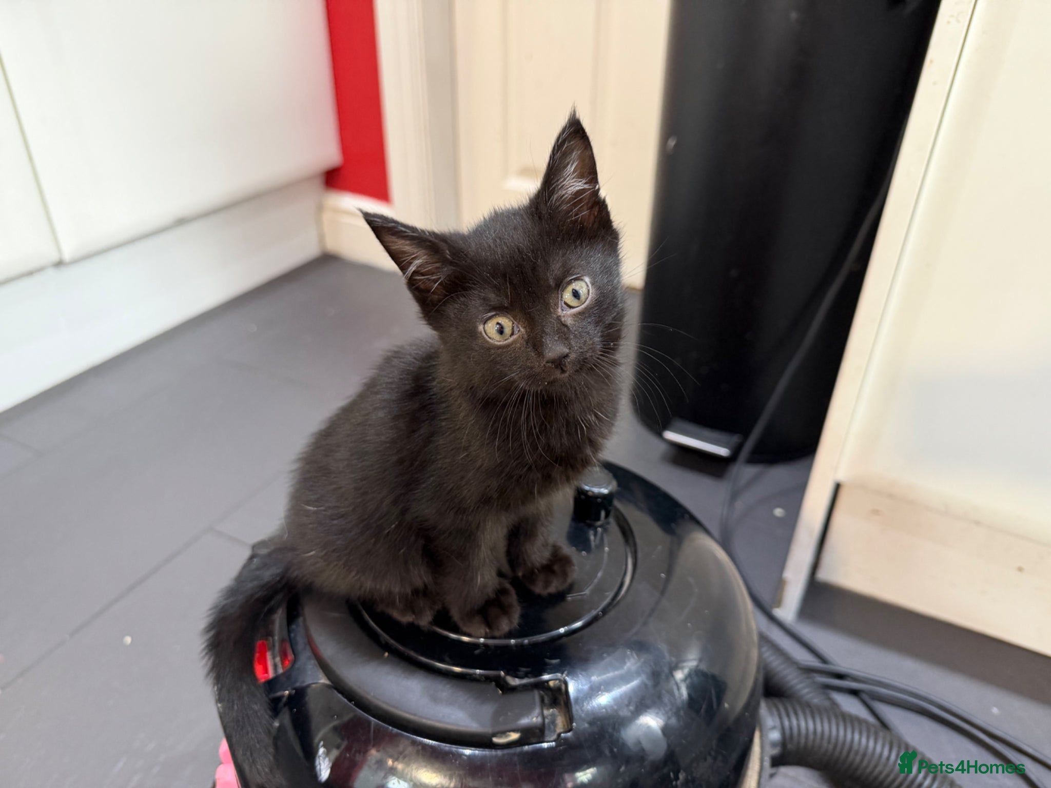 Mixed Breed cats 2 black female kittens ready now  - Advert 1