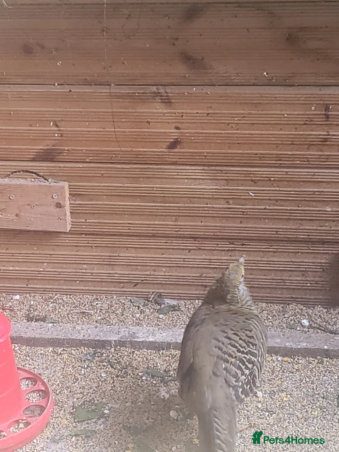 Mixed Breed birds for sale: Pheasants  - Advert 4