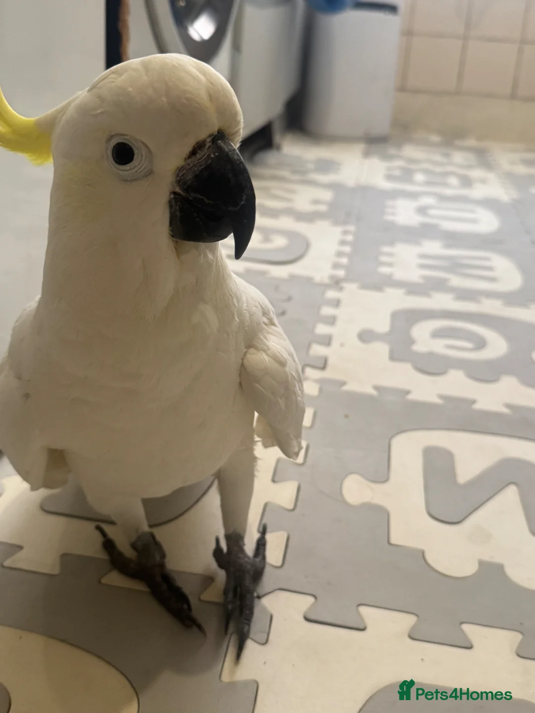 Cockatoo birds for sale: Cockatoo  - Advert 2