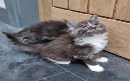 Maine Coon cats for sale: Pedigree GCCF Maine Coon Kittens for sale  - Image 11