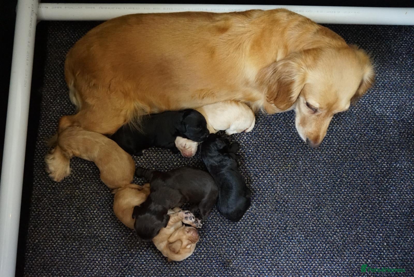 Cocker Spaniel dogs for sale: Cocker Spaniel puppies in Diss - Advert 13