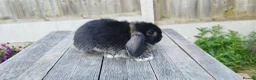 Mini Lop rabbits for sale: 8 weeks old Mini lop bunnies ( Updated:14/06/26) - Advert 5