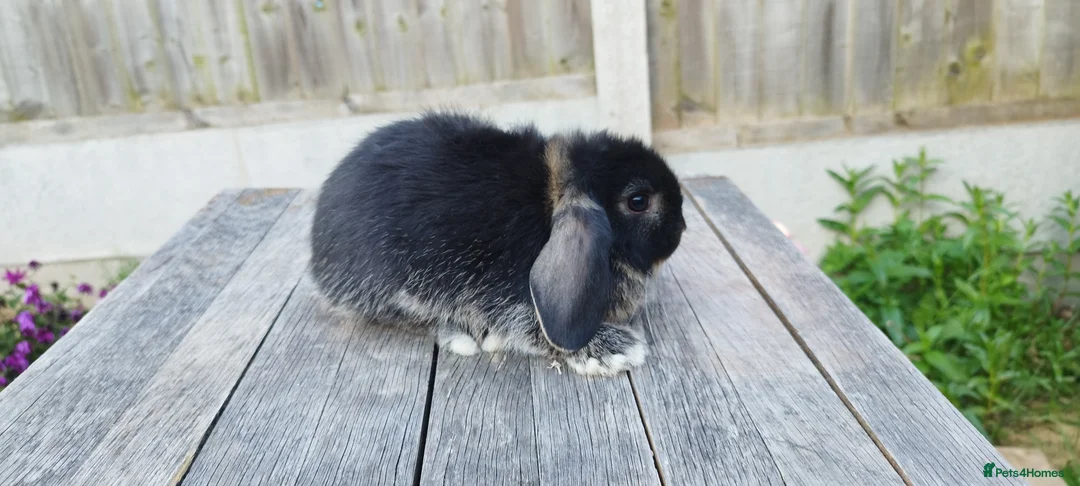 Mini Lop rabbits for sale: 8 weeks old Mini lop bunnies ( Updated:14/06/26) - Advert 5