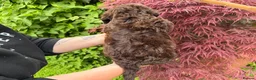 Cockapoo dogs for sale: 3 GIRLS LEFT ,VET CHECKED & READY FOR NEW HOMES 🩷 - Advert 18
