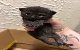 Mixed Breed cats for sale: British shorthair cross kittens - Image 17