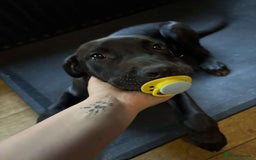 Mixed Breed dogs for sale: Cheese - Cane Corso / Rottweiler Mix - Image 2