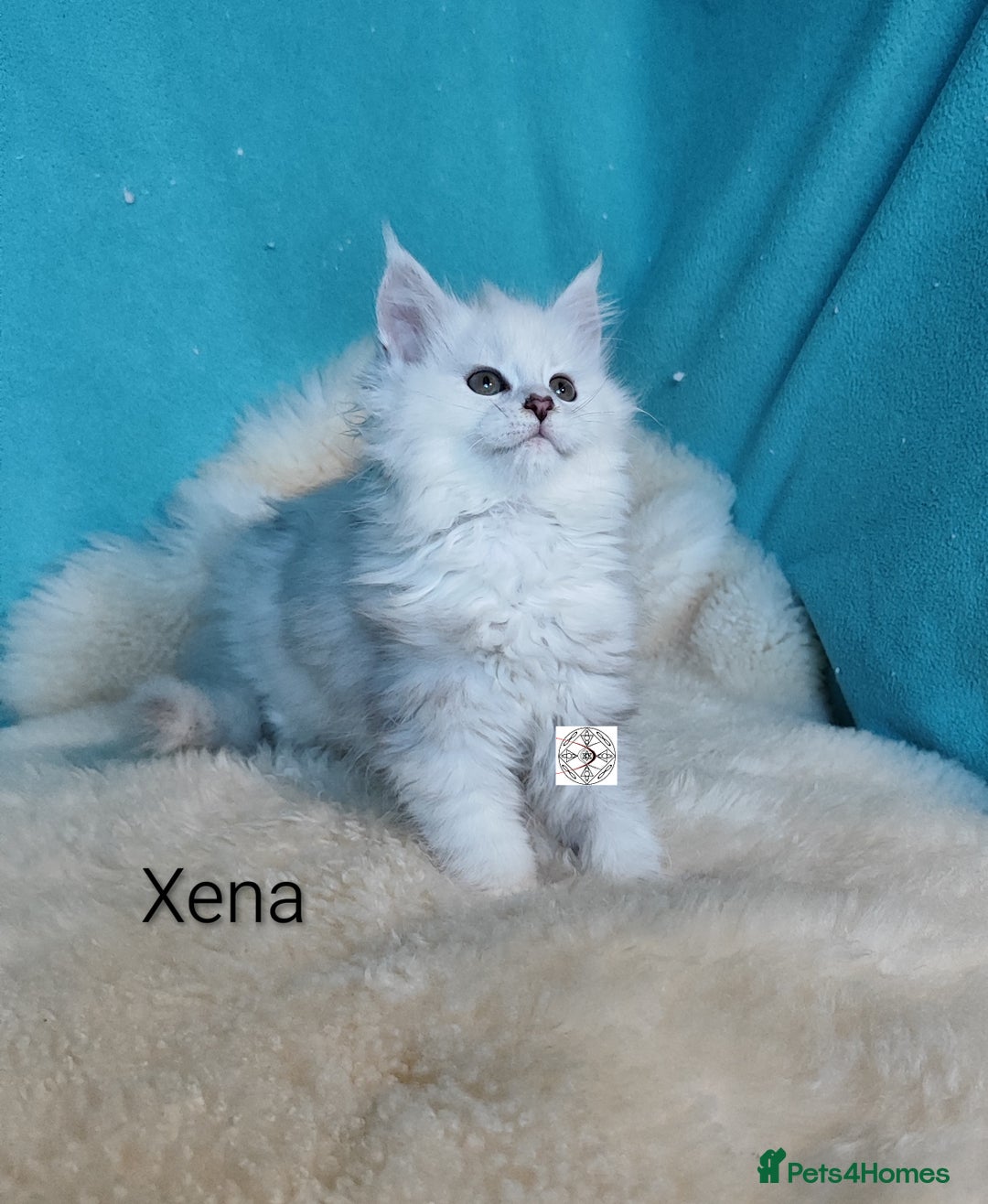 Maine Coon cats for sale: Unique maine coon kittens ❤️ - Advert 8