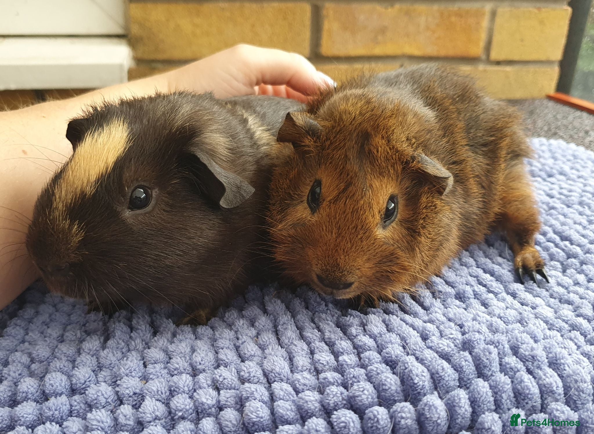 Guinea Pig rodents Beautiful guinea pigs - Advert 1