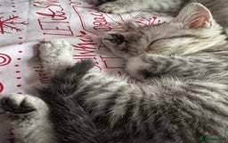 British Shorthair cats for sale: British Short Hair White Kittens  - Image 5