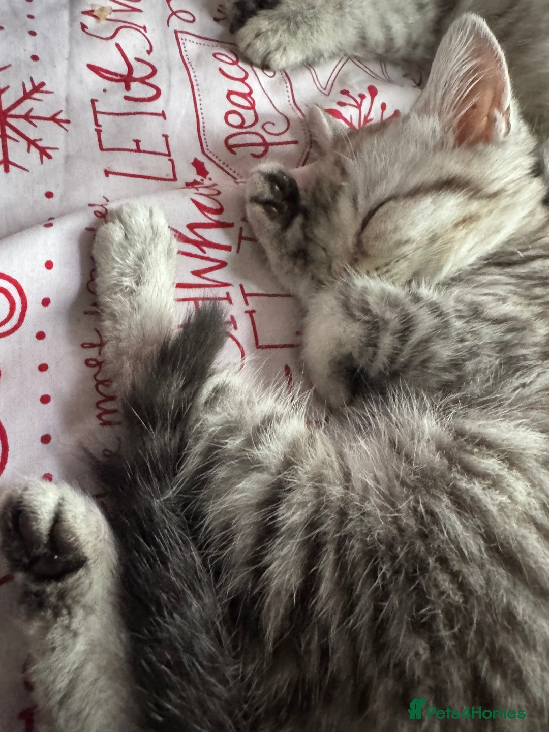 British Shorthair cats for sale: British Short Hair White Kittens  - Image 5