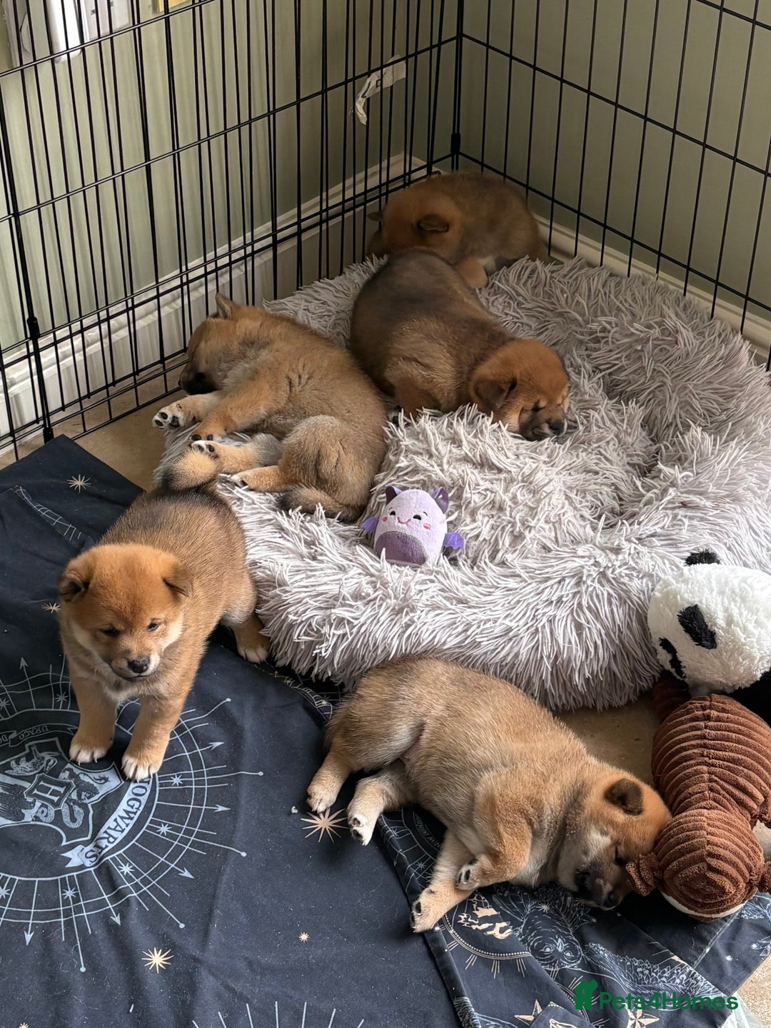 Japanese Shiba Inu dogs for sale: KC Registered Japanese Shiba-Inus  - Image 28
