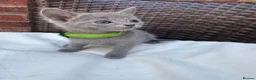Russian Blue cats for sale: Pure Russian Blue Kittens - Advert 10