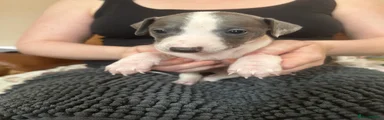 Mixed Breed 1