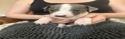 Mixed Breed dogs for sale: 🐾Reduced🐾READY NOW!!Italian x whippet pups! - Advert 33