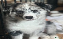 Border Collie dogs for sale: Border Collie puppies looking their 5 ⭐️ home - Image 3