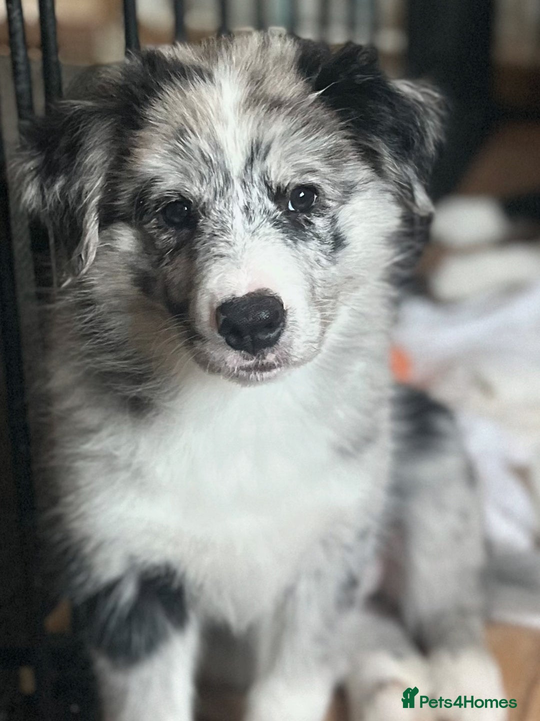 Border Collie dogs for sale: Border Collie puppies looking their 5 ⭐️ home - Image 3