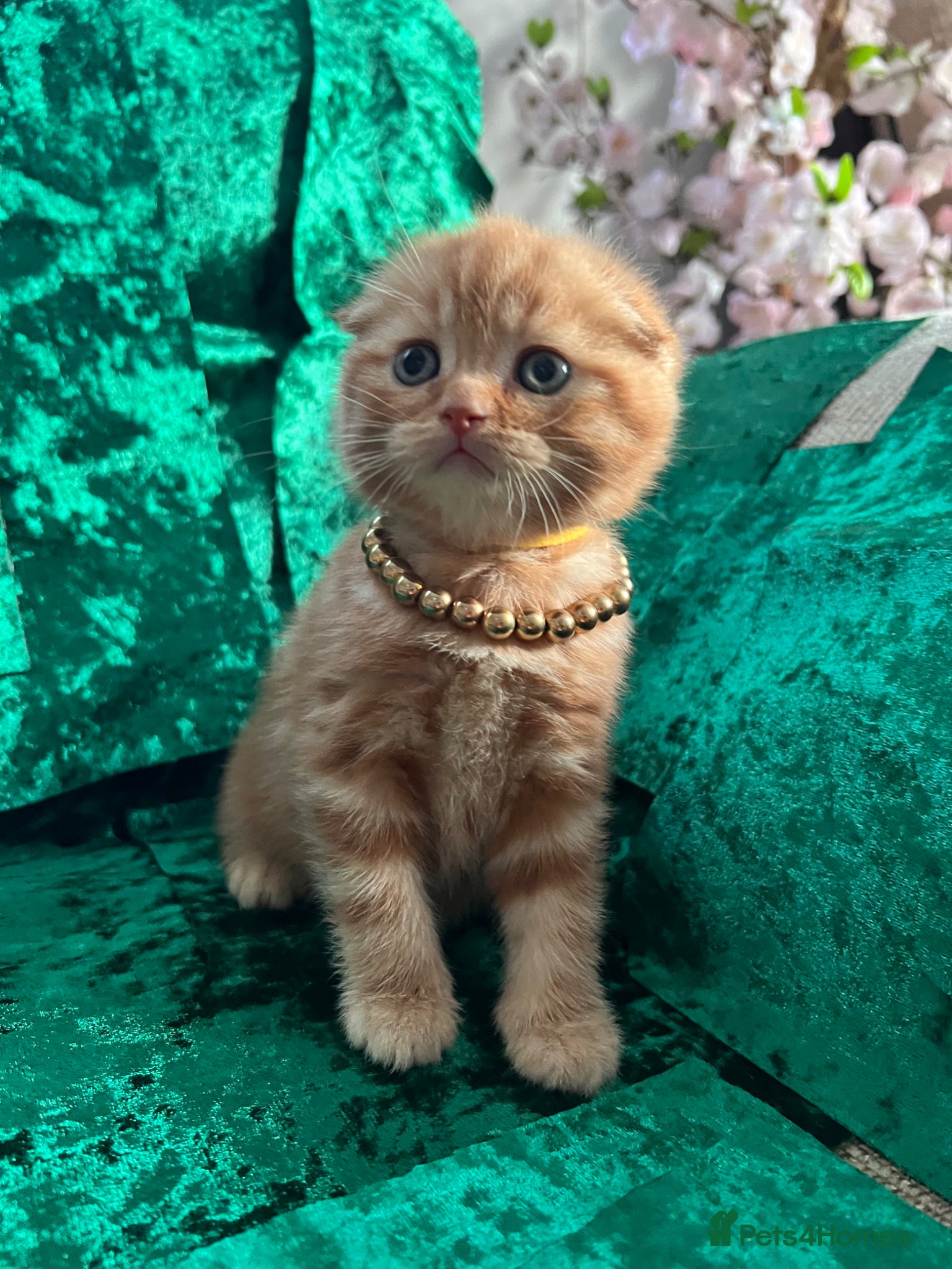 Scottish Fold cats for sale: 😻SCOTTISH FOLD 😻 CREAM & RED COLOUR 😻 - Advert 1
