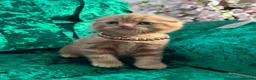Scottish Fold cats for sale: 😻SCOTTISH FOLD 😻 CREAM & RED COLOUR 😻 - Advert 1