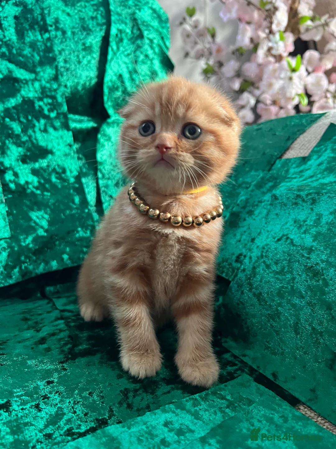 Scottish Fold cats for sale: 😻SCOTTISH FOLD 😻 CREAM & RED COLOUR 😻 - Advert 1