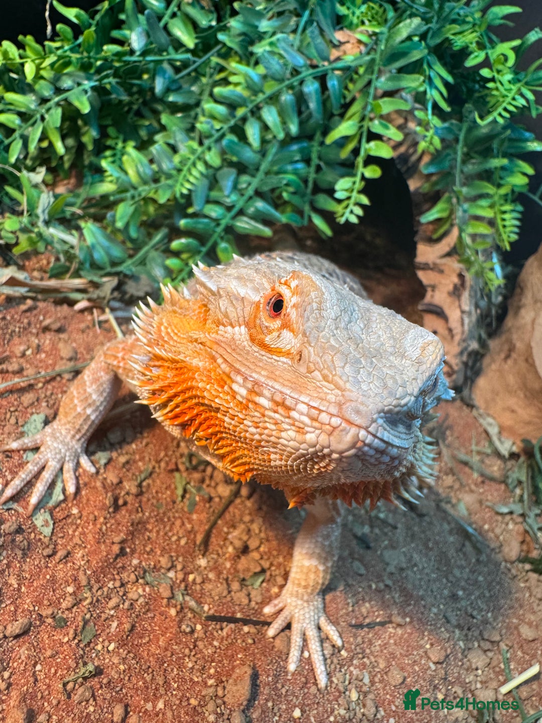 Bearded Dragon reptiles for sale: 2 year old bearded dragon  - Advert 4