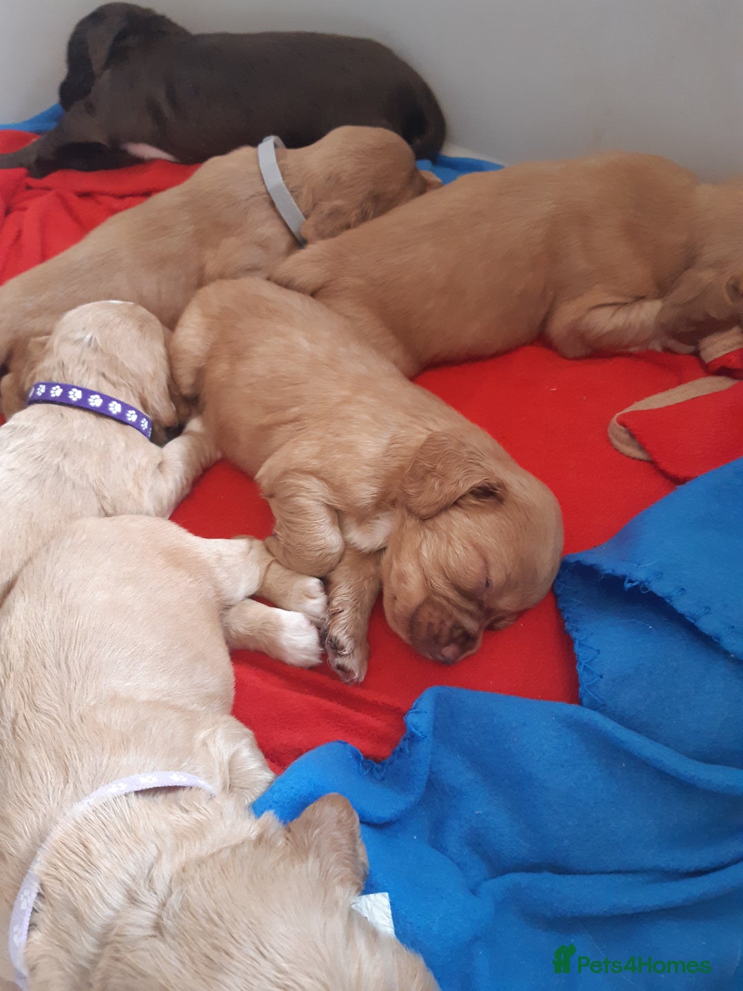 Cocker Spaniel dogs for sale: Kc registered cocker spaniel puppies - Image 6