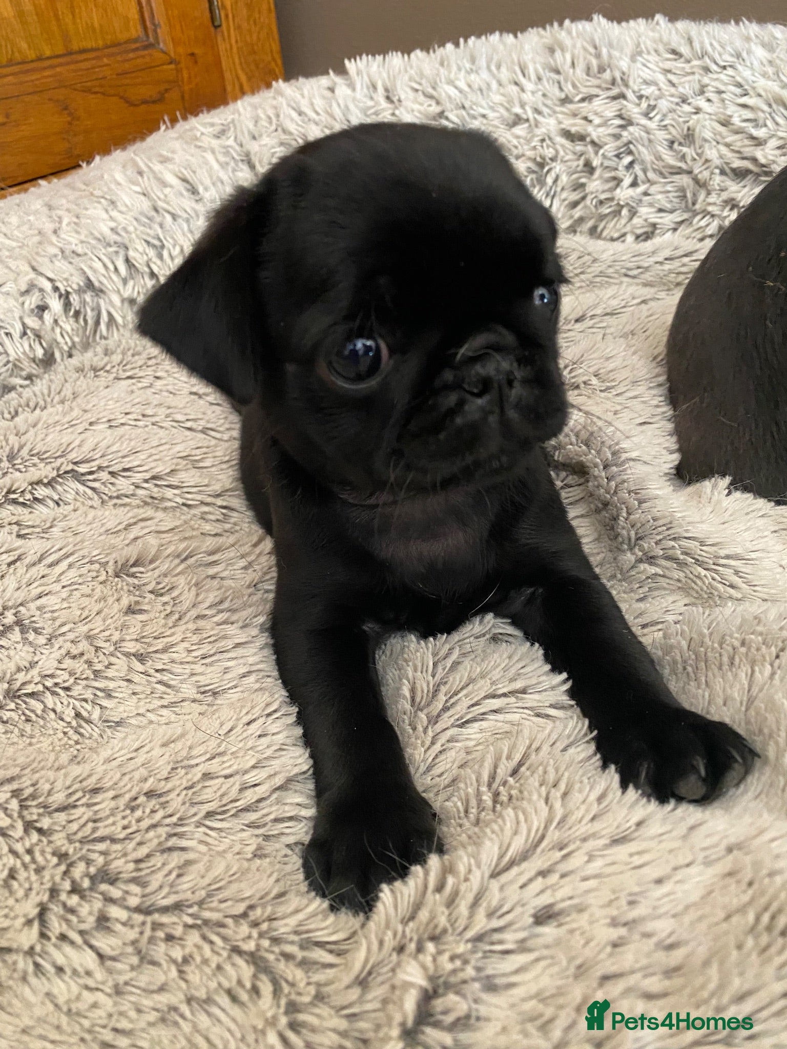 Pug dogs Beautiful litter of pug puppies🐶 - Advert 20