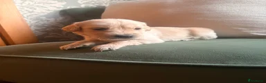 Golden Retriever 4