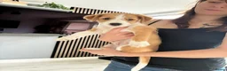 Mixed Breed dogs for sale: Whippet x Jack Russell in Gillingham - Advert 7