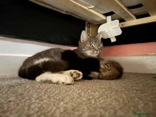 Mixed Breed cats 3x gorgeous tabby kittens - Advert 2