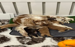 Cocker Spaniel dogs for sale: KC show type cocker spaniels  - Image 3