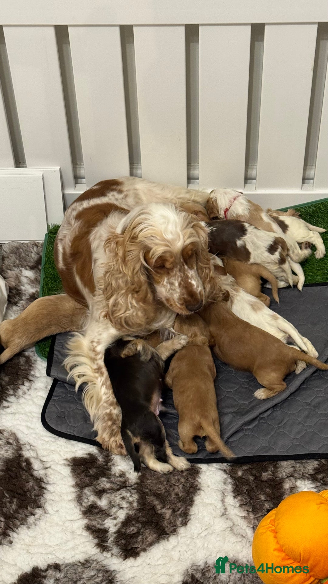 Cocker Spaniel dogs for sale: KC show type cocker spaniels  - Image 3