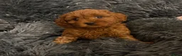 Cavapoochon dogs for sale: Therapy Puppies  - Advert 21