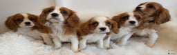Cavalier King Charles Spaniel dogs for sale: 8 beautiful King Charles Cavalier spaniel puppies - Advert 7