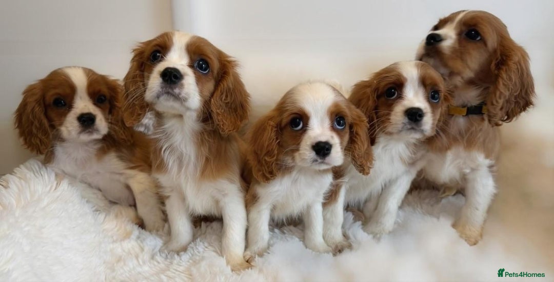 Cavalier King Charles Spaniel dogs for sale: 8 beautiful King Charles Cavalier spaniel puppies - Advert 7