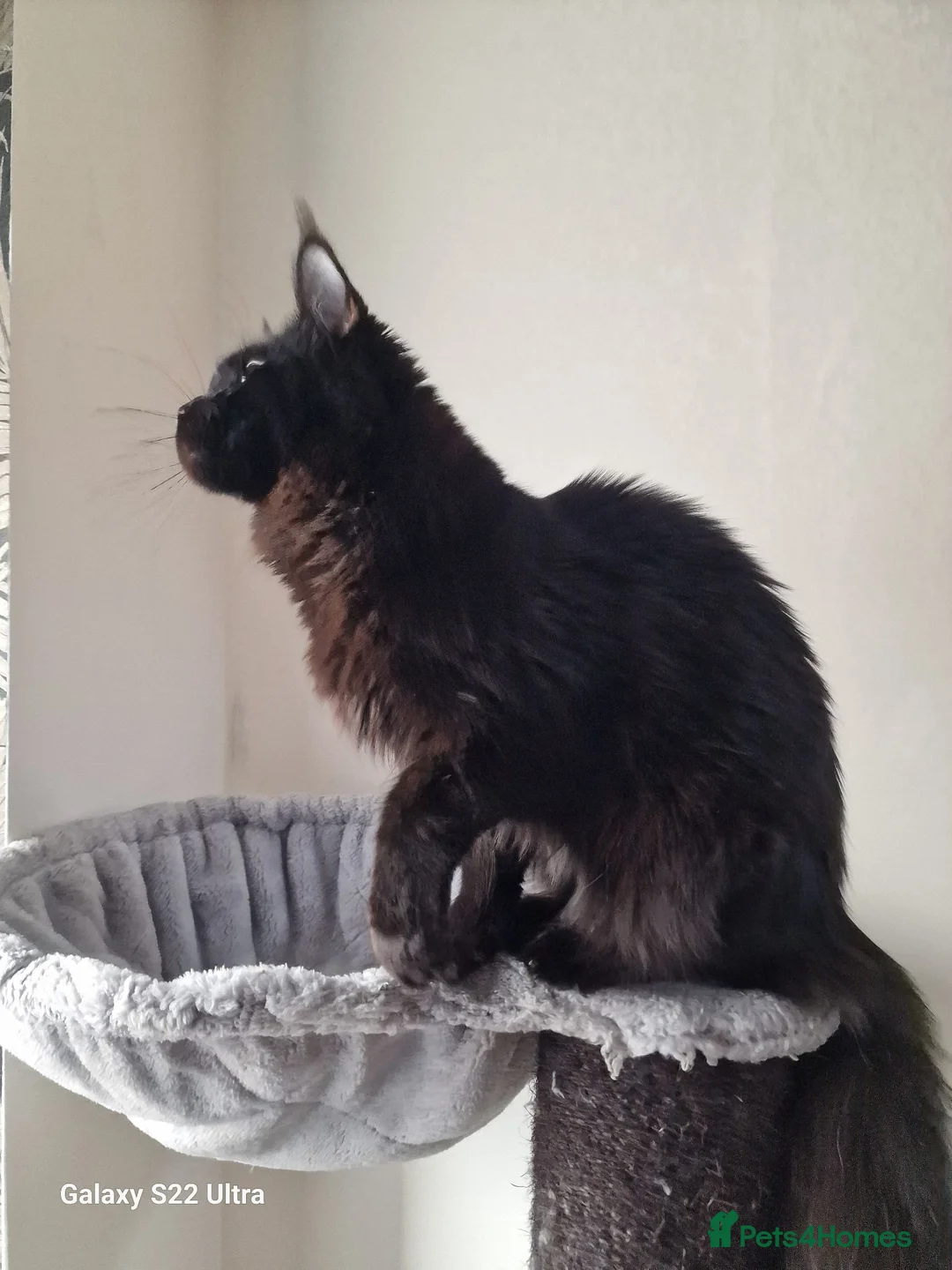 Maine Coon cats for sale: Licensed breeder-maine coon  - Advert 32