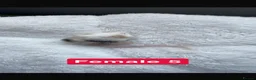 Mouse rodents for sale: Baby mice  - Advert 26