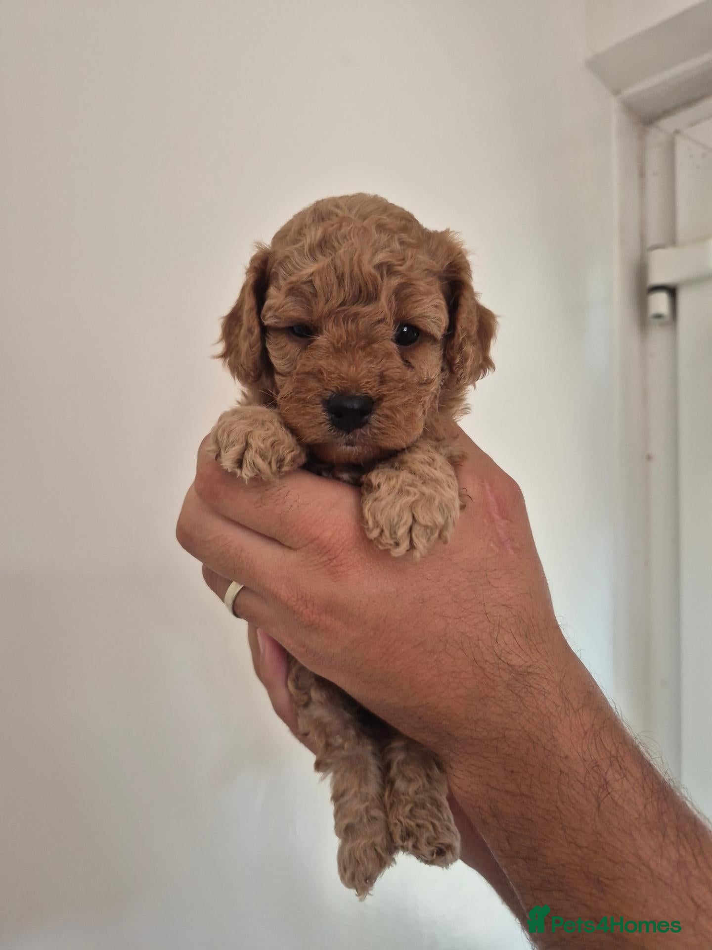 Cockapoo dogs F1B red and apricot curly and wavy cockapoos - Advert 1