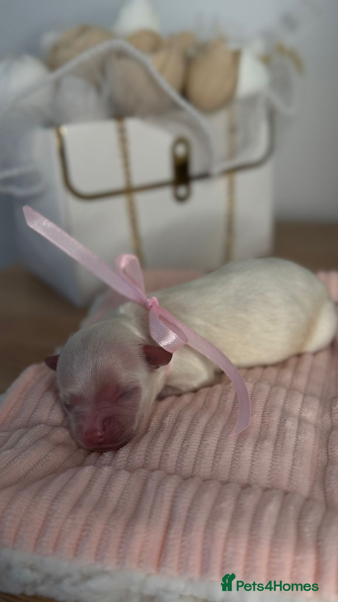 Maltipoo dogs for sale: True Mini Maltipoo F1 Puppies – Babyface Girls - Advert 11