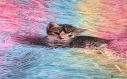 Mixed Breed cats for sale: 4 kittens for sale - Image 8