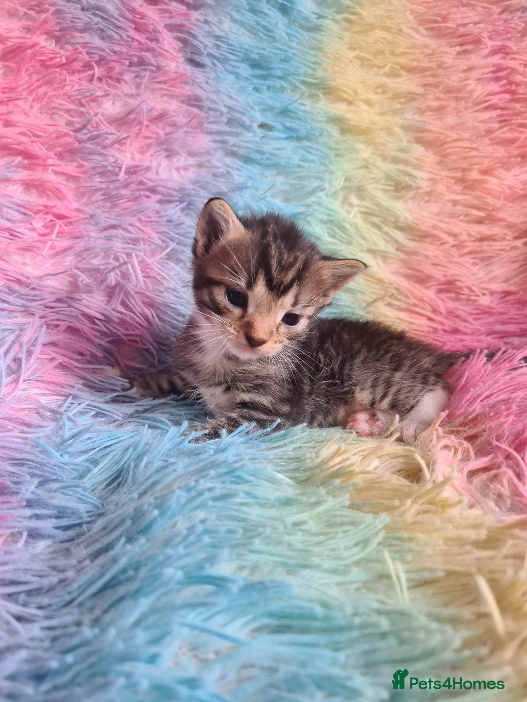 Mixed Breed cats for sale: 4 kittens for sale - Image 8
