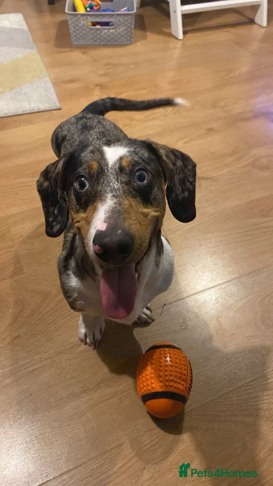 Mixed Breed dogs for adoption: 🐾Meet NORMAN 🐾 - a Lovely Boy for a Loving Home  - Advert 11