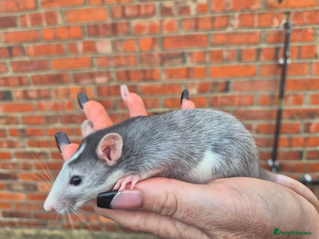 Rat rodents for sale:  top eared baby rats  - Image 6