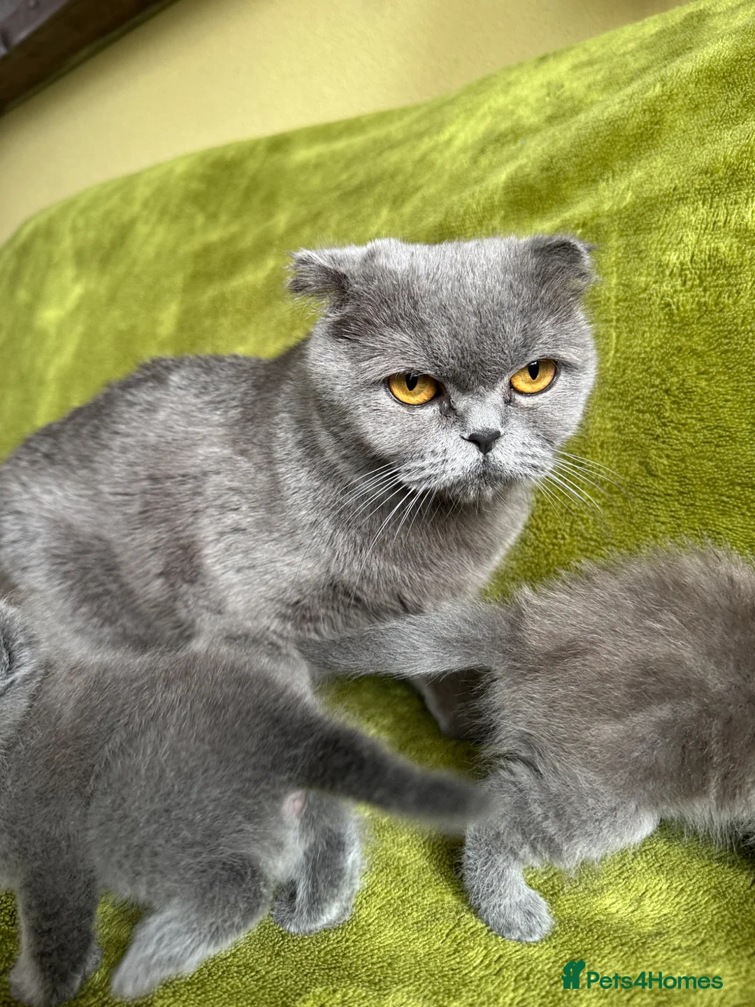 Scottish Fold cats for sale: Scottish fold/straight kittens - Advert 2