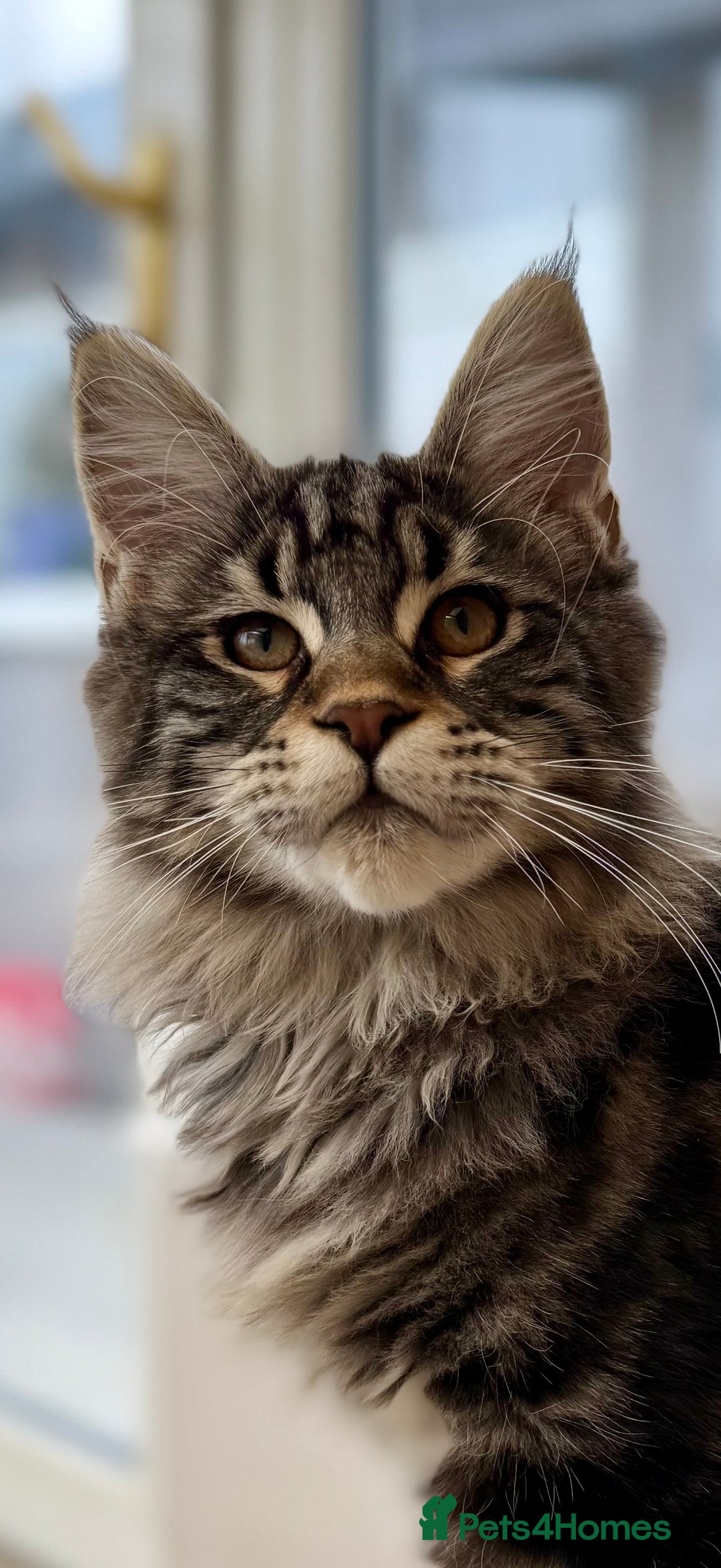 Maine Coon cats for sale: Outstanding pedigree kittens ACTIVE - Advert 26