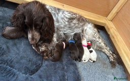 Sprocker dogs for sale: Stunning Sprocker Spaniel puppies  - Image 14