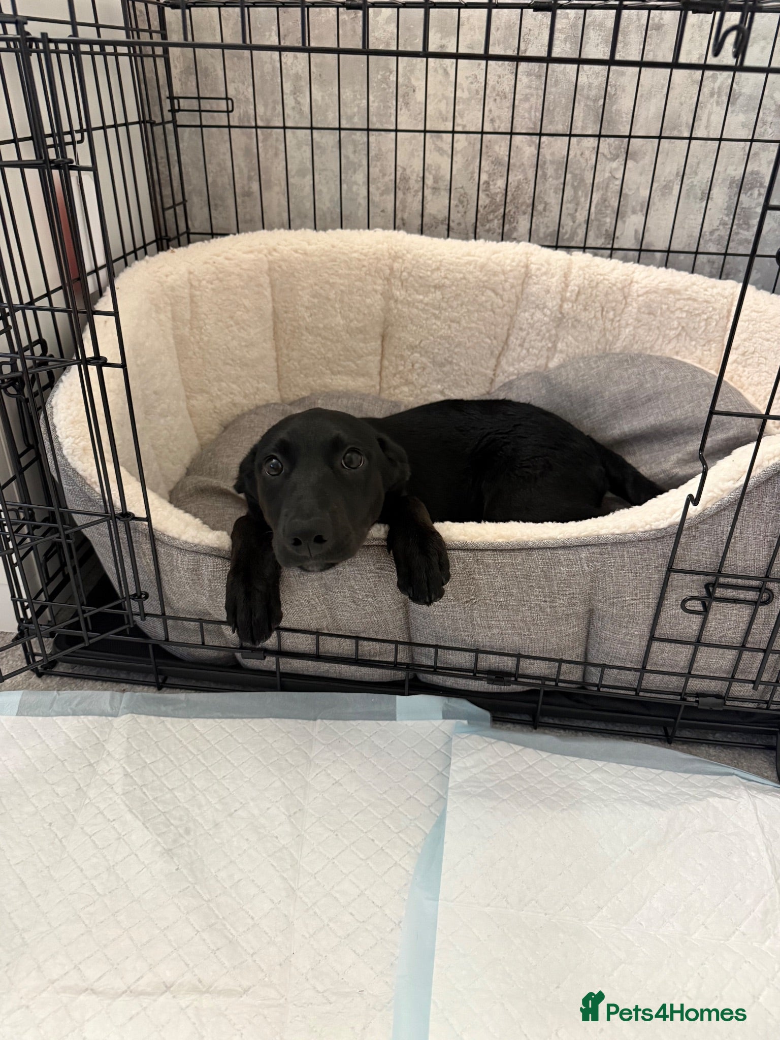 Labrador Retriever dogs Mabel - Advert 2